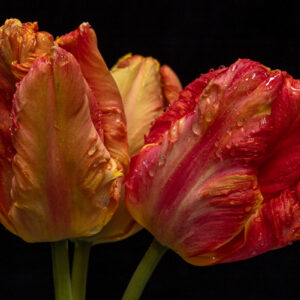 Spring-Flames-by-Bryony-Herrod-Taylor