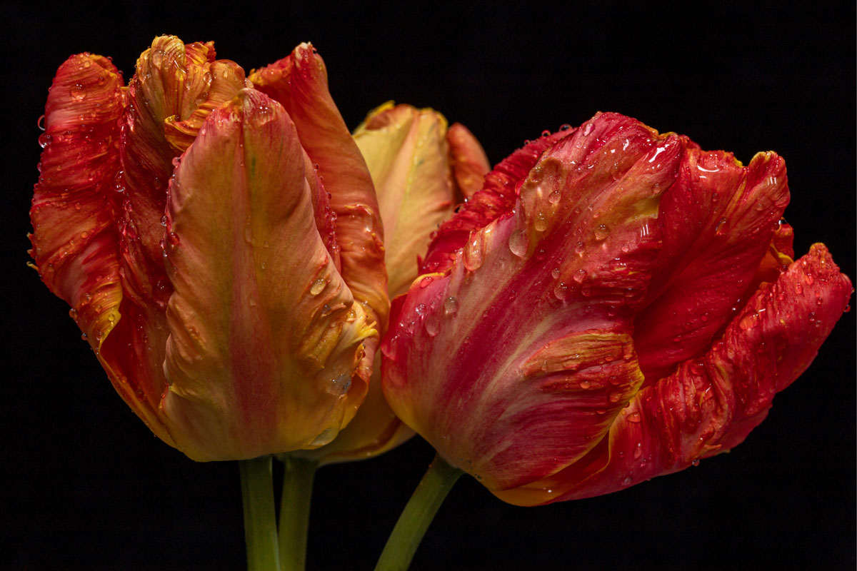 Spring-Flames-by-Bryony-Herrod-Taylor