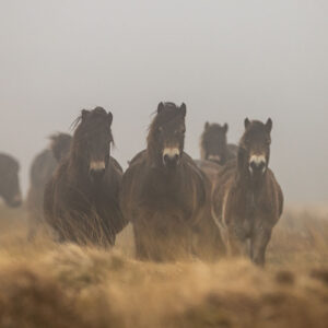 Wild-Horses-by-Byony-Herrod-Taylor