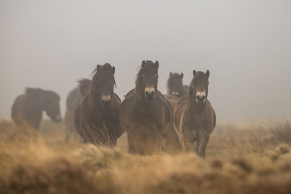 Wild-Horses-by-Byony-Herrod-Taylor