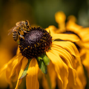 Feeding-on-the-wilting-flower-by-Bryony-Herrod-Taylor