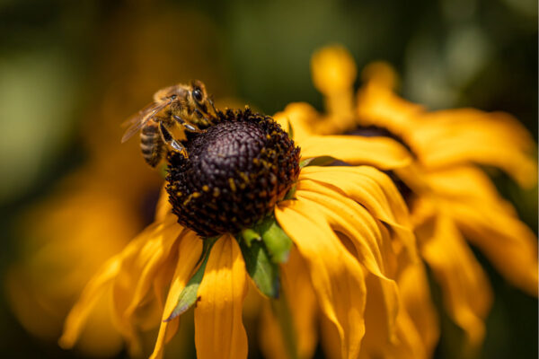 Feeding-on-the-wilting-flower-by-Bryony-Herrod-Taylor