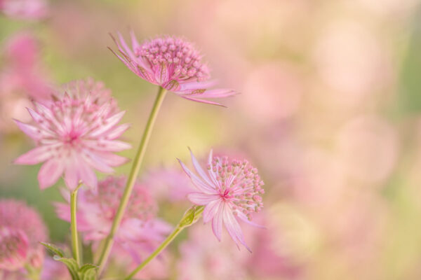 Summer-Dreaming-by-Bryony-Herrod-Taylor