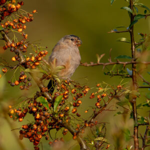 Junior Bullfinch by Bryony Herrod-Taylor