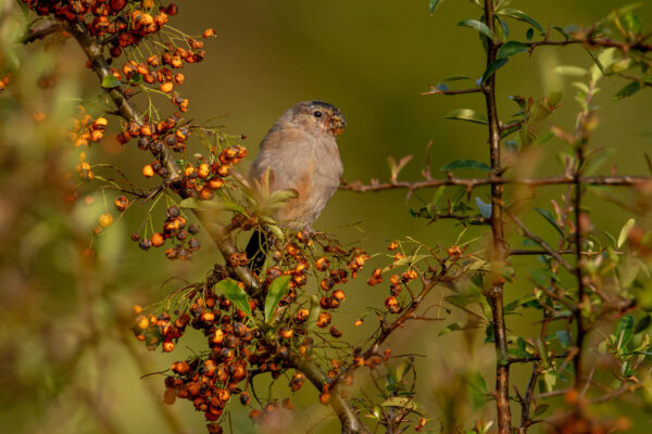 Junior Bullfinch by Bryony Herrod-Taylor