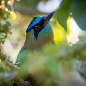 Did I Hear You Right